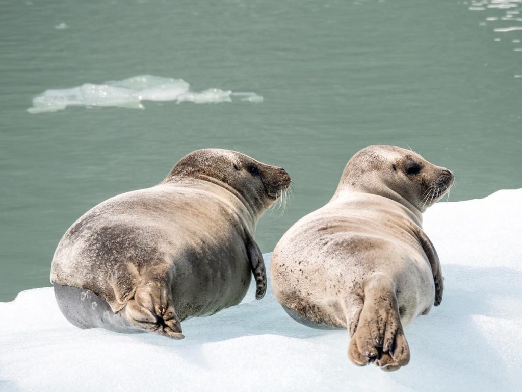 imagen de dos focas sobre un bloque de hielo