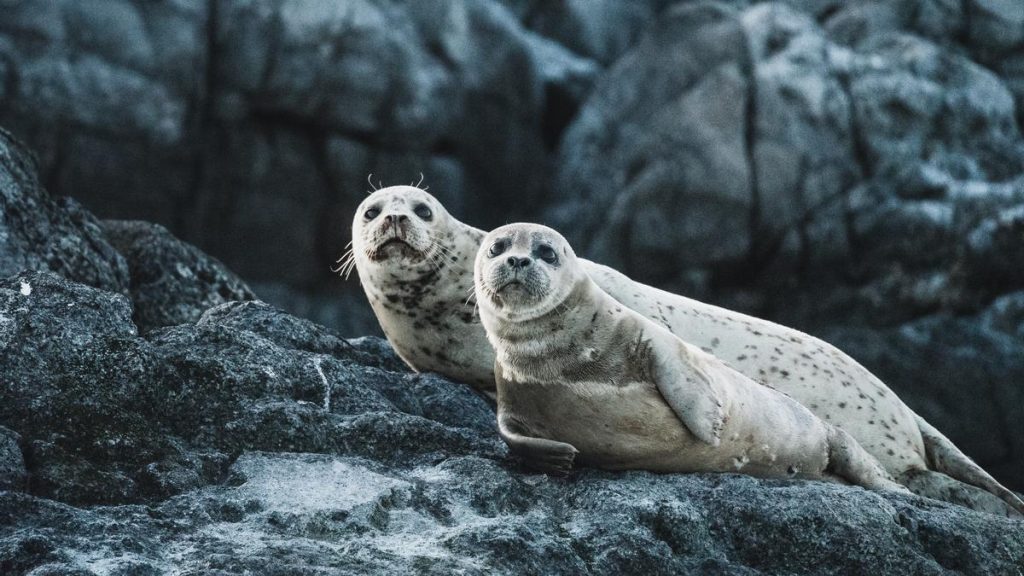 imagen de dos focas en una roca mirando a cámara