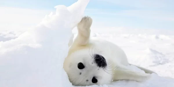 foca-polar-1024x662.jpg